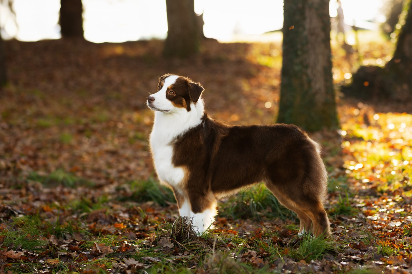 Miss scrumptious royal rain